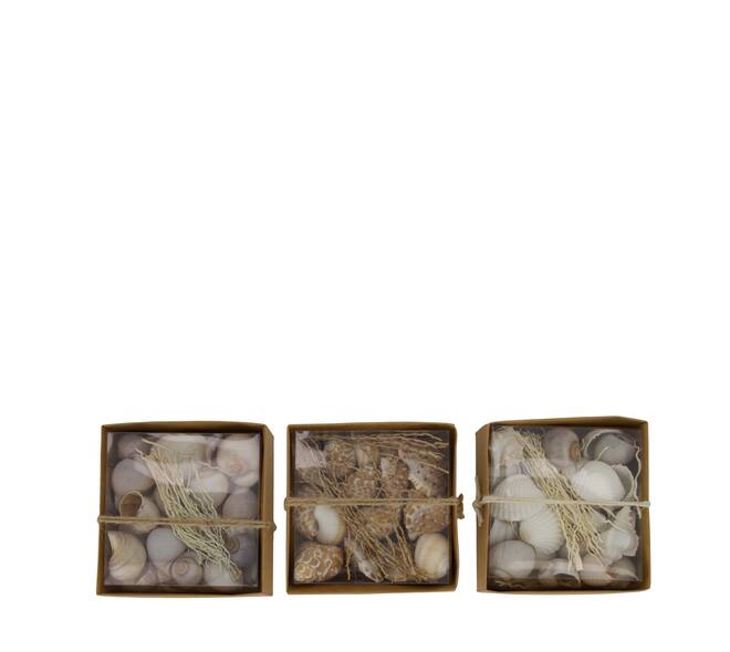 Shell mix nature 12x12x5.5cm A/3