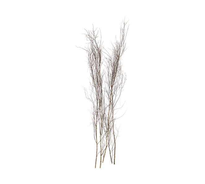 Stem round with twigs birch 200x2x2cm 5pc