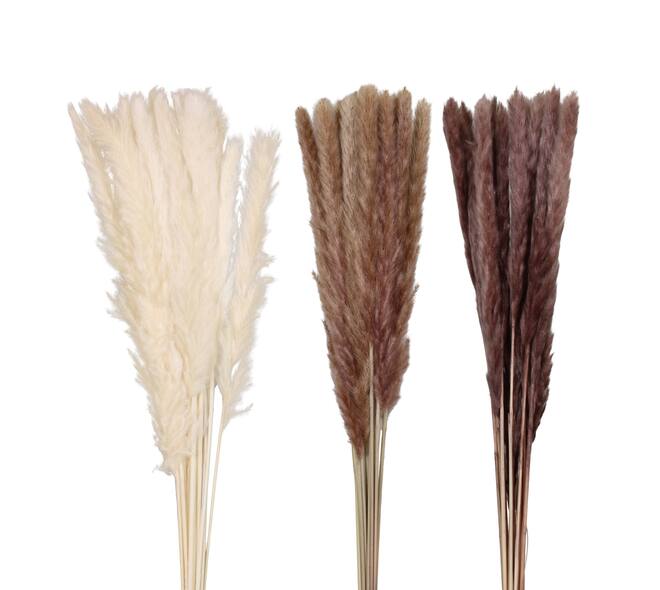 Pampas grass 70x11x4cm C3 - Natural