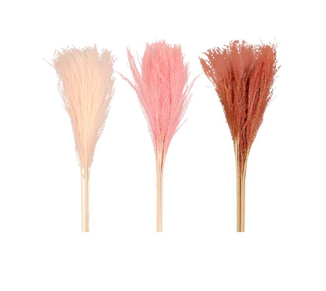 Miscanthus nature 70x15x4cm 10pc C/3