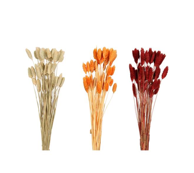 Phalaris nature 60x10x5cm 50pc C3 - Orange