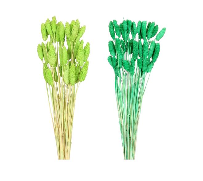 Phalaris nature 60x10x5cm 50pc C2 - Green