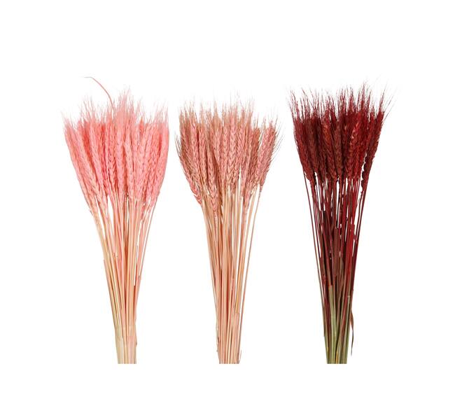 Wheat grass 60x12x6cm 50pc C/3