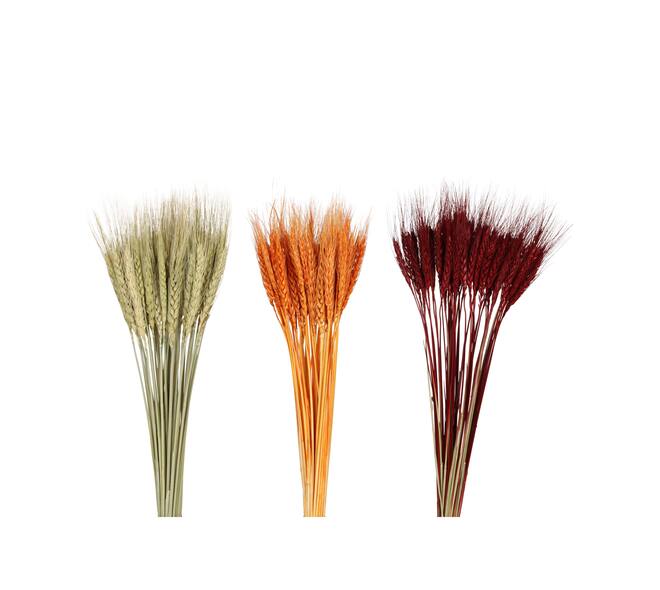 Wheat grass 60x12x6cm 50pc C/3