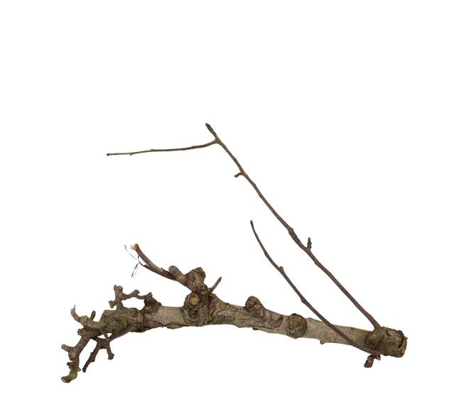 Branch pear 40cm - Natural