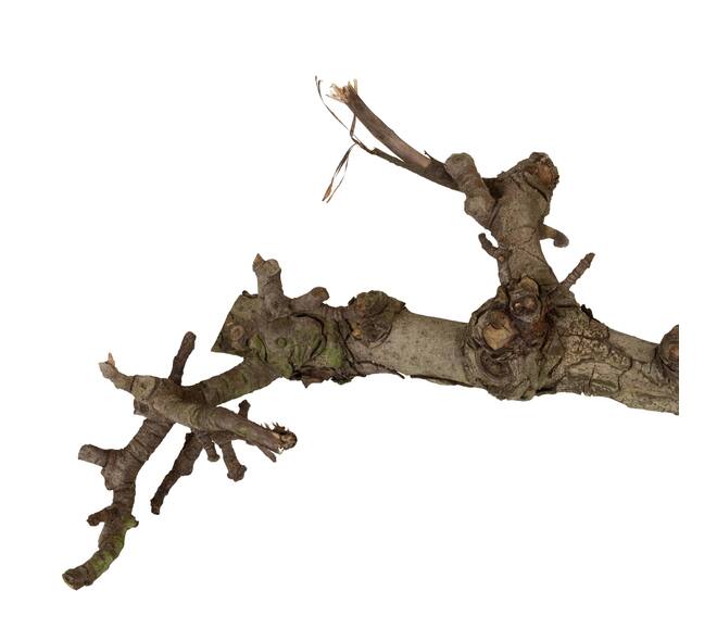 Branch pear 40cm - Natural