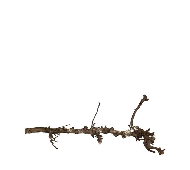 Branch pear 80cm - Natural