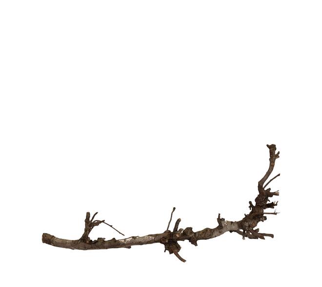 Branch pear 80cm - Natural