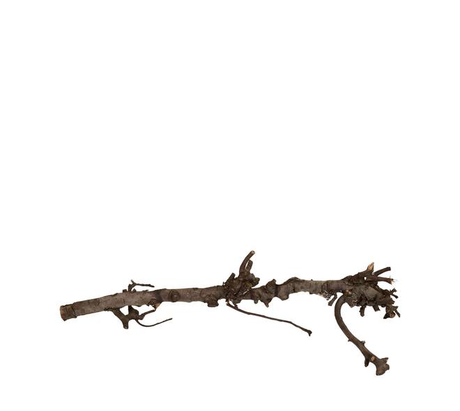 Branch pear 80cm - Natural