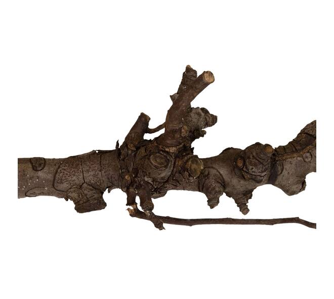 Branch pear 80cm - Natural