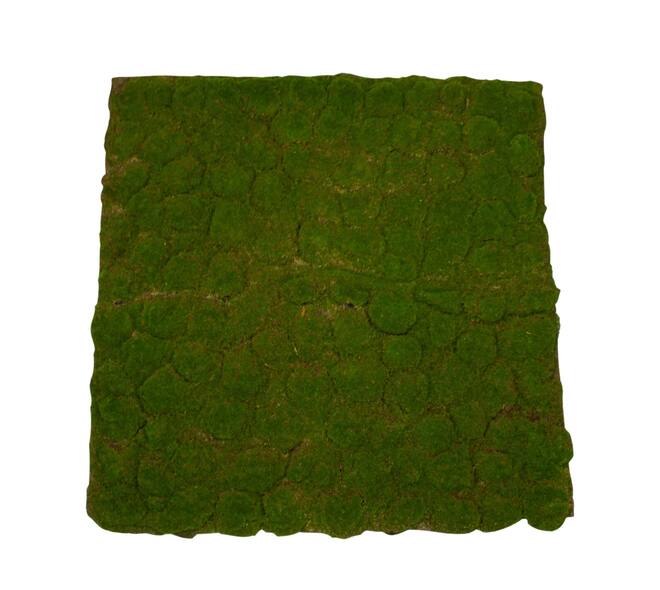 Moss sheet with adhesive edge PU 100x100x4cm