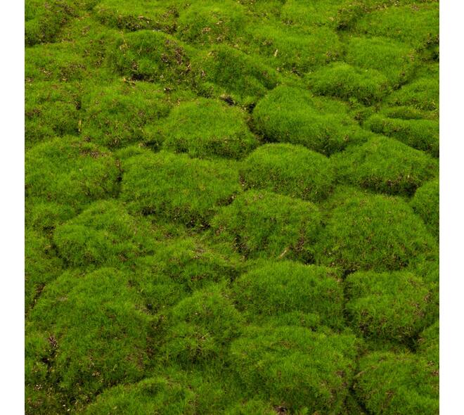Moss sheet with adhesive edge PU 100x100x4cm