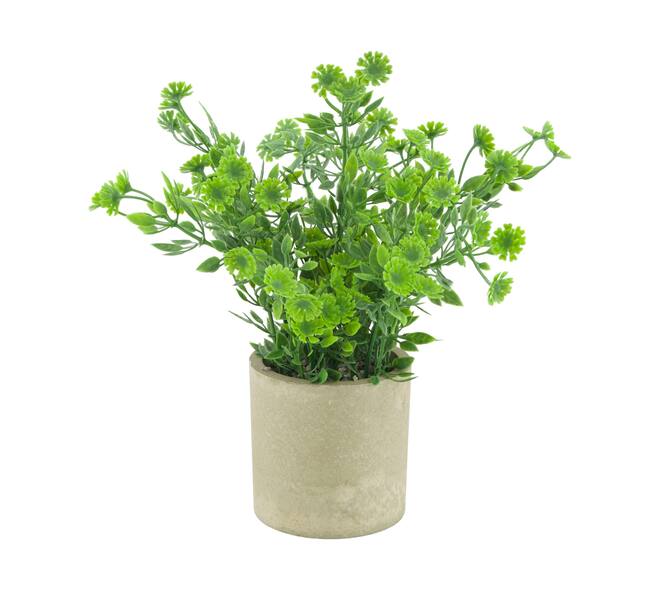 Plant in pot polyscias PE 8x8x22cm
