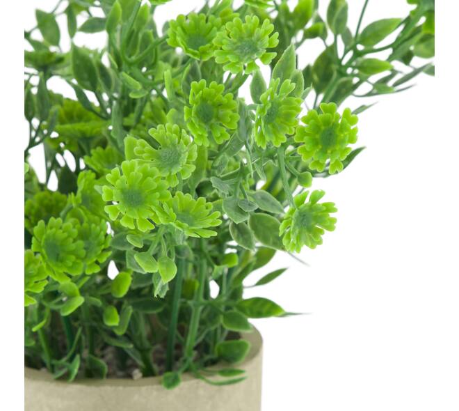 Plant in pot polyscias PE 8x8x22cm