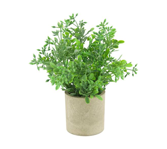 Plant in pot aglaia odorata PE 8x8x23cm - Green