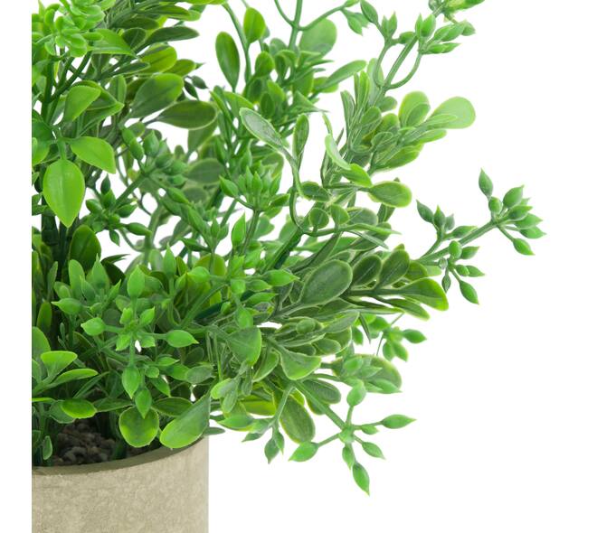 Plant in pot aglaia odorata PE 8x8x23cm - Green