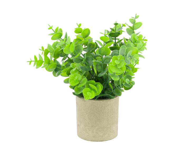 Plant in pot eucalyptus PE 8x8x23cm