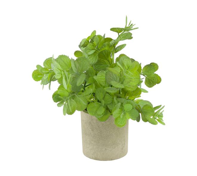 Plant in pot pelargonium PE 8x8x22cm