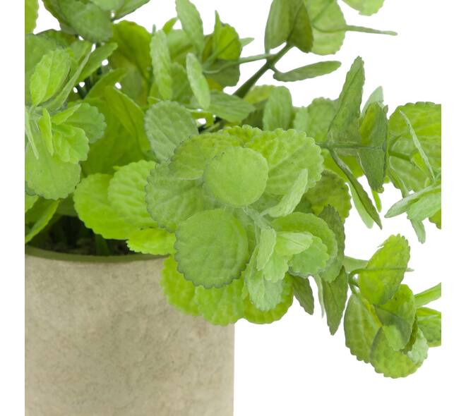 Plant in pot pelargonium PE 8x8x22cm