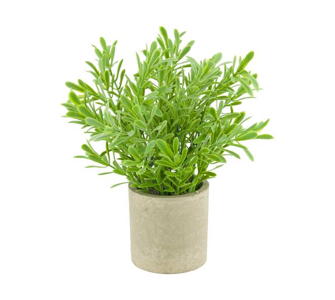 Plant in pot buxus PE 8x8x23cm - Green
