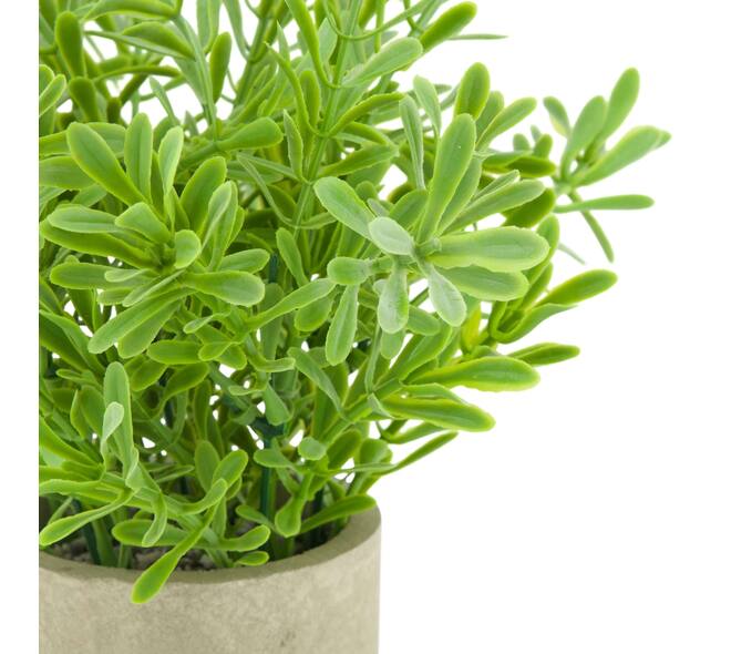 Plant in pot buxus PE 8x8x23cm - Green