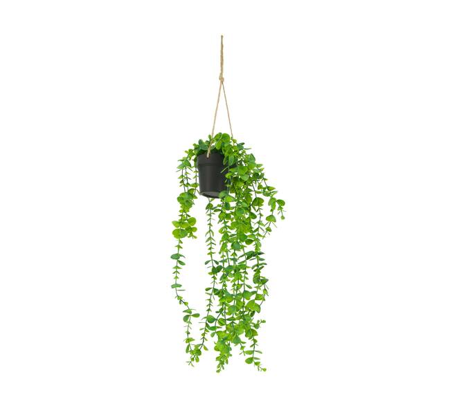 Plant eucalyptus PE with hanger 15x15x70cm - Green