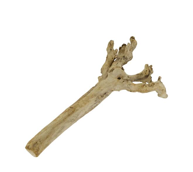 Root driftwood 56.5x18x6cm - Natural