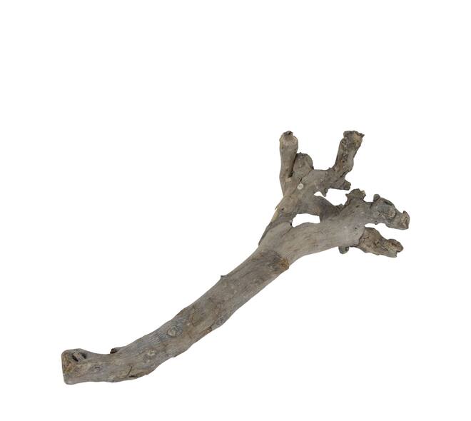 Root driftwood 56.5x18x6cm - White