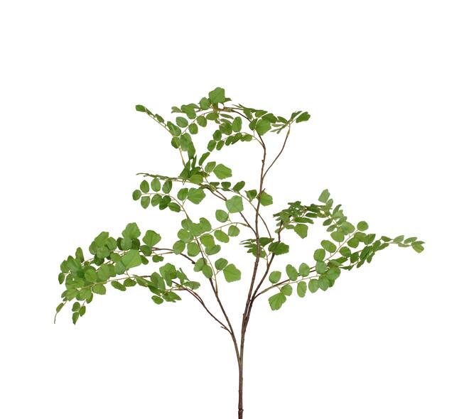 Branch Acacia leaf spray artificial 132x58x20cm