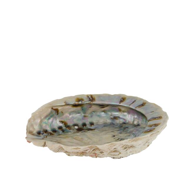 Shell abalone large nature 14x11x2.5cm - Natural