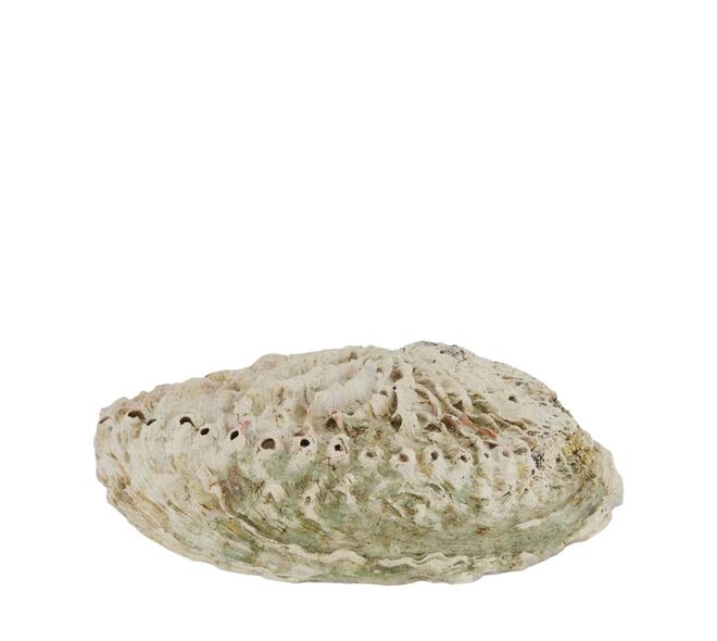 Shell abalone large nature 14x11x2.5cm - Natural
