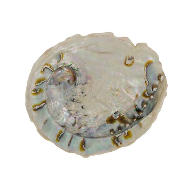 Shell abalone large nature 14x11x2.5cm - Natural