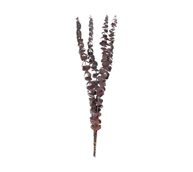 Bunch eucalyptus preserved nature 60x10x4cm