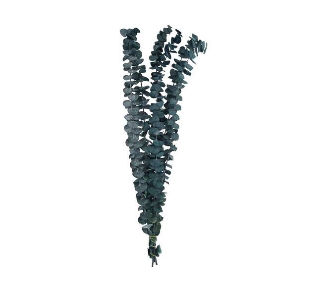 Bundle eucalyptus preserved nature 60x10x4cm
