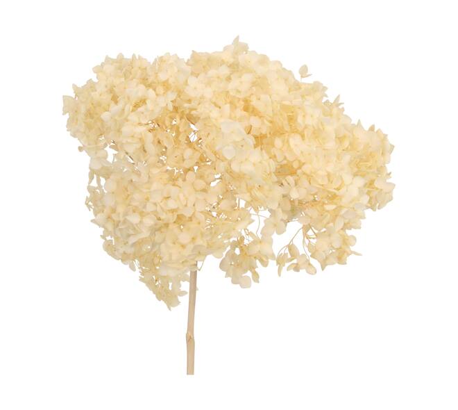Bunch hydrangea preserved nature 60x20x25cm Off white