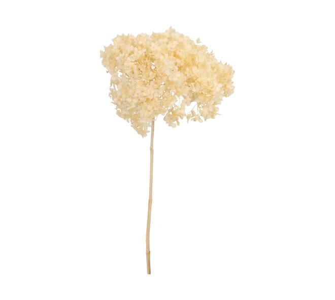 Bunch hydrangea preserved nature 60x20x25cm Off white