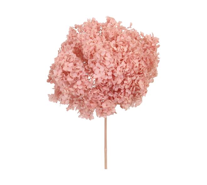 Bunch hydrangea preserved nature 60x20x25cm Pink