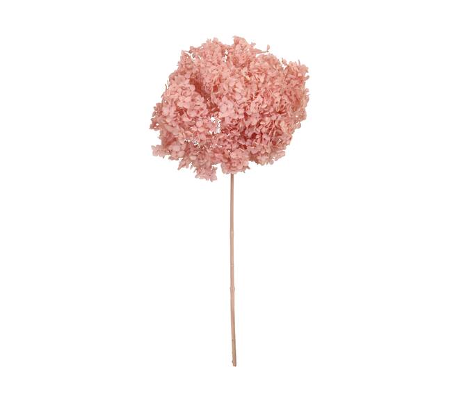 Bunch hydrangea preserved nature 60x20x25cm Pink