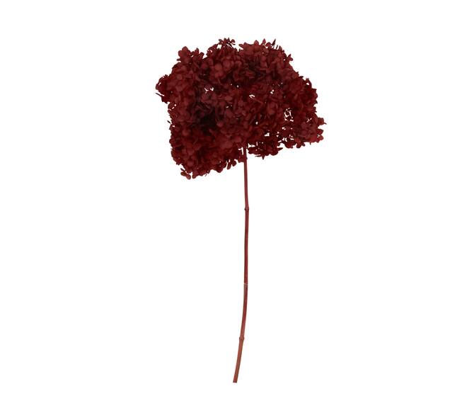 Bunch hydrangea preserved nature 60x20x25cm Red