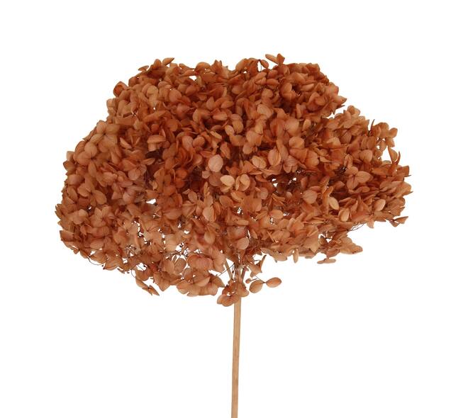 Bunch hydrangea preserved nature 60x20x25cm