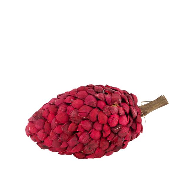 Stick betal pod dino cone nature 28x14x14cm