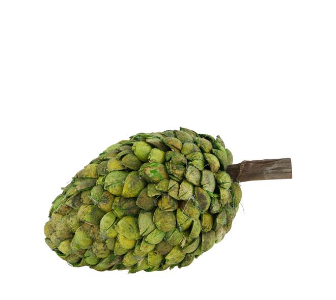 Bâton betal pod dine cone nature 14x28cm vert