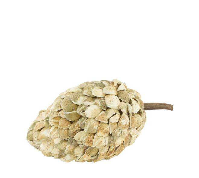 Bâton betal pod dine cone nature 20x40cm blanchi