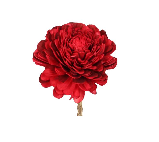 Fleur sola belli nature 70x12x12cm rouge