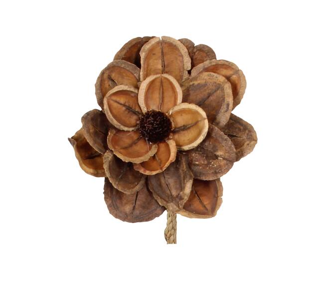 Blume Jacaranda Natur 70x15x15cm Natur