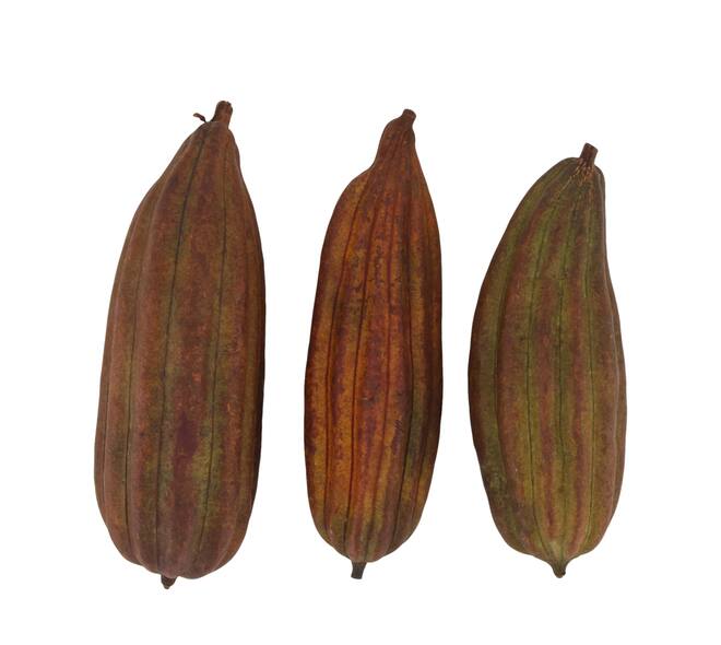 Fruit mix jingha painted nature 25x20x6cm Brown 3pc