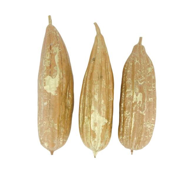 Frucht-Mischung gemalter Jingha Natur 25x20x6cm Gold wash 3stk