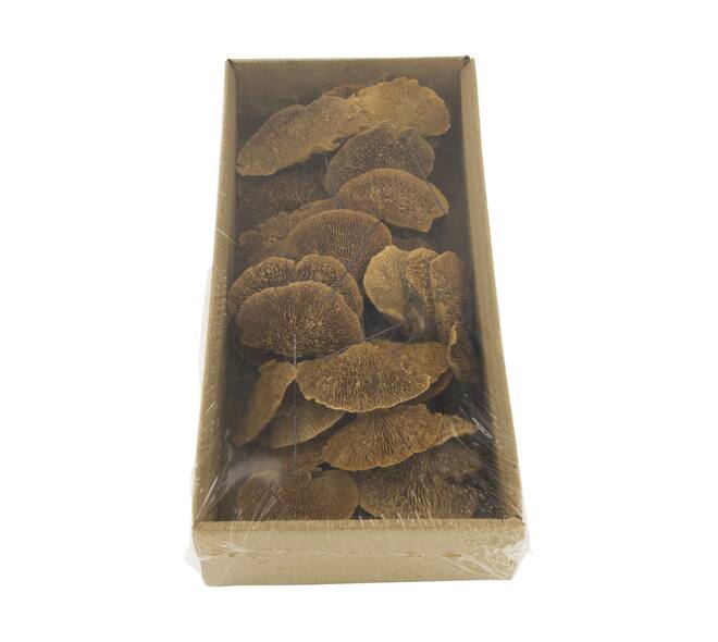 Mushroom sponge nature on wire 38x18x7.5cm 40pc