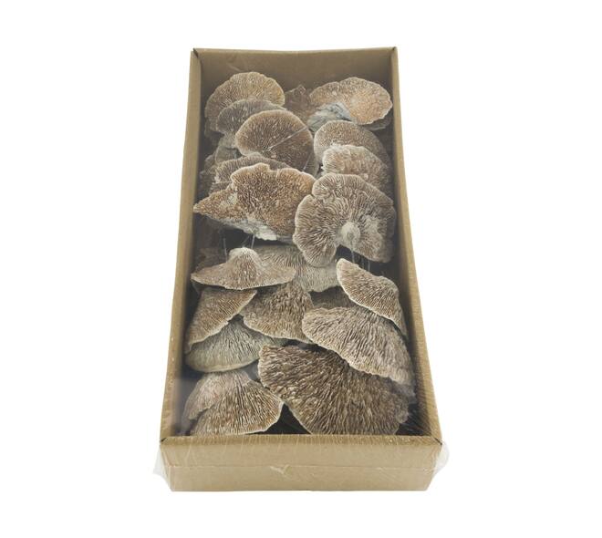 Champignon éponge nature sur fil 38x18x8cm lavage blanc 40pc
