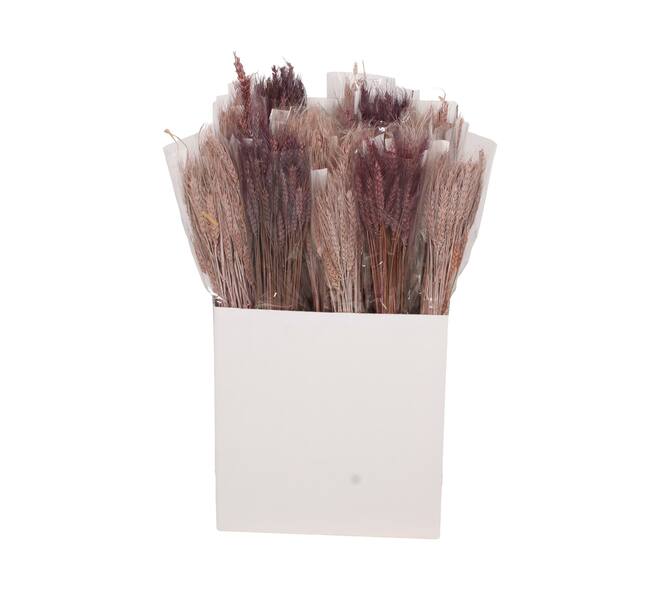 Wheat grass nature 20x10x65cm 100gr